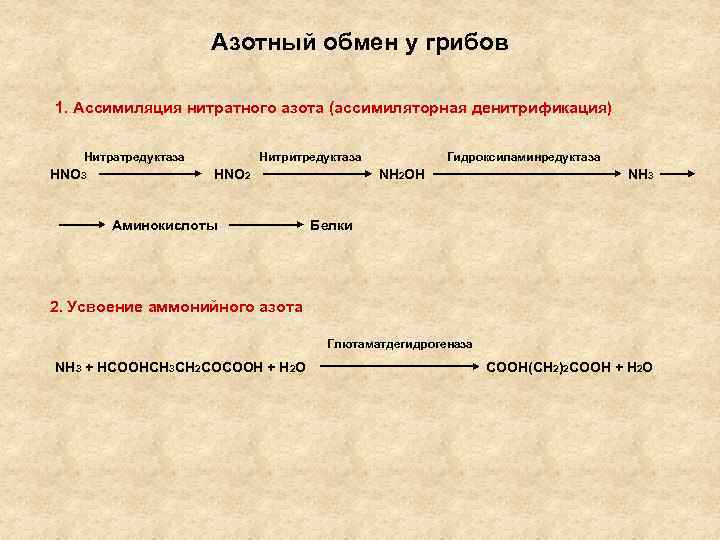 Азотный обмен. Ассимиляция нитратного азота. Первичная ассимиляция азота. Фиксация и первичная ассимиляция азота. Ассимиляция азота у растений.