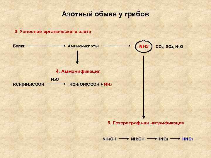 Азотный обмен у грибов 3. Усвоение органического азота Белки Аминокислоты NH 3 CO 2,