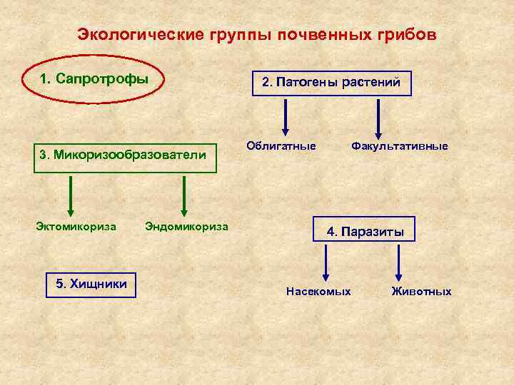 Экологические группы почвенных грибов 1. Сапротрофы 3. Микоризообразователи Эктомикориза 5. Хищники Эндомикориза 2. Патогены