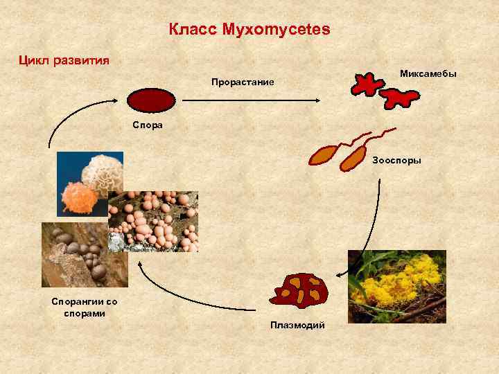 Класс Myxomycetes Цикл развития Прорастание Миксамебы Спора Зооспоры Спорангии со спорами Плазмодий 