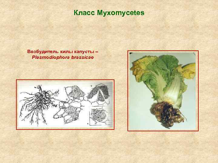 Как выглядит кила на человека картинки