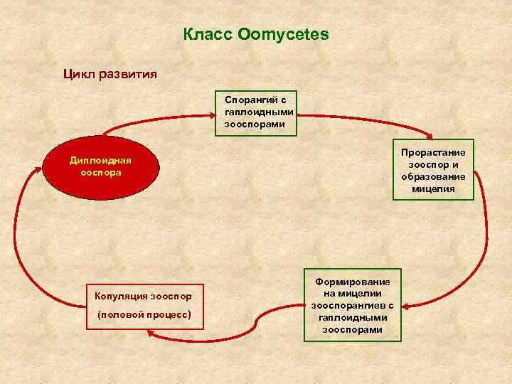 Класс Oomycetes Цикл развития Спорангий с гаплоидными зооспорами Прорастание зооспор и образование мицелия Диплоидная