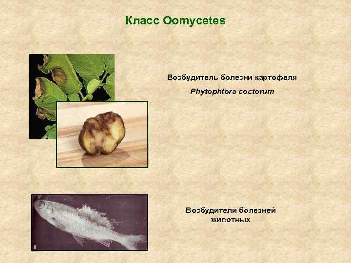 Класс Oomycetes Возбудитель болезни картофеля Phytophtora coctorum Возбудители болезней животных 