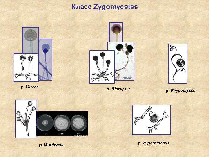 Класс Zygomycetes p. Mucor p. Rhizopus p. Mortierella p. Phycomyces p. Zygorhinchus 