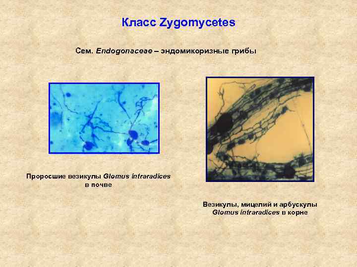 Класс Zygomycetes Сем. Endogonaceae – эндомикоризные грибы Проросшие везикулы Glomus intraradices в почве Везикулы,