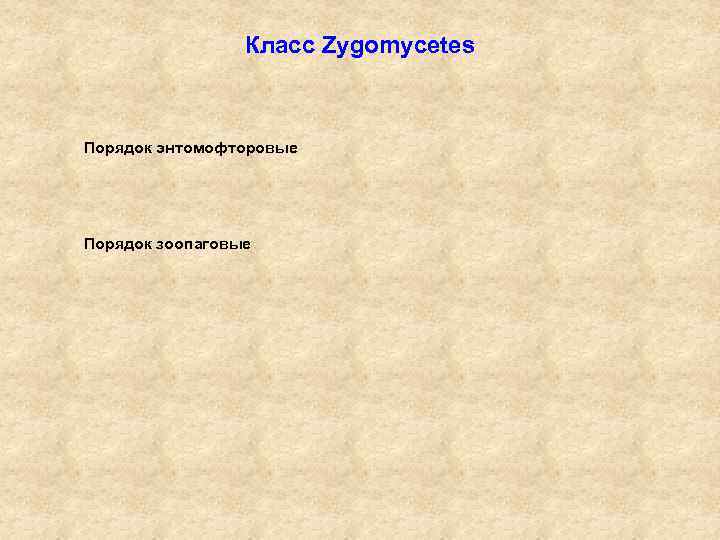 Класс Zygomycetes Порядок энтомофторовые Порядок зоопаговые 