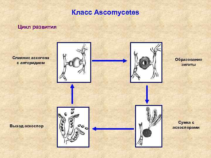 Класс Ascomycetes Цикл развития Слияние аскогона с антеридием Выход аскоспор Образование зиготы Сумка с