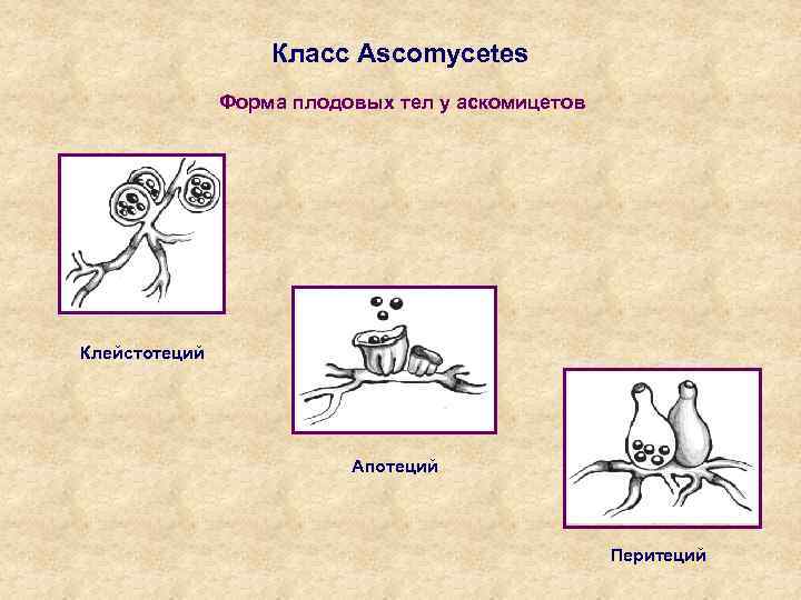 Класс Ascomycetes Форма плодовых тел у аскомицетов Клейстотеций Апотеций Перитеций 