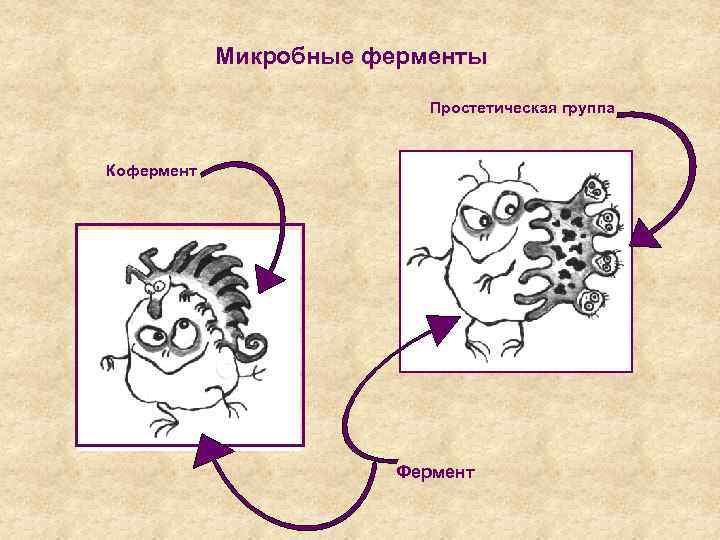 Микробные ферменты Простетическая группа Кофермент Фермент 