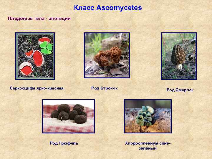 Класс Ascomycetes Плодовые тела - апотеции Саркосцифа ярко-красная Род Трюфель Род Строчок Род Сморчок