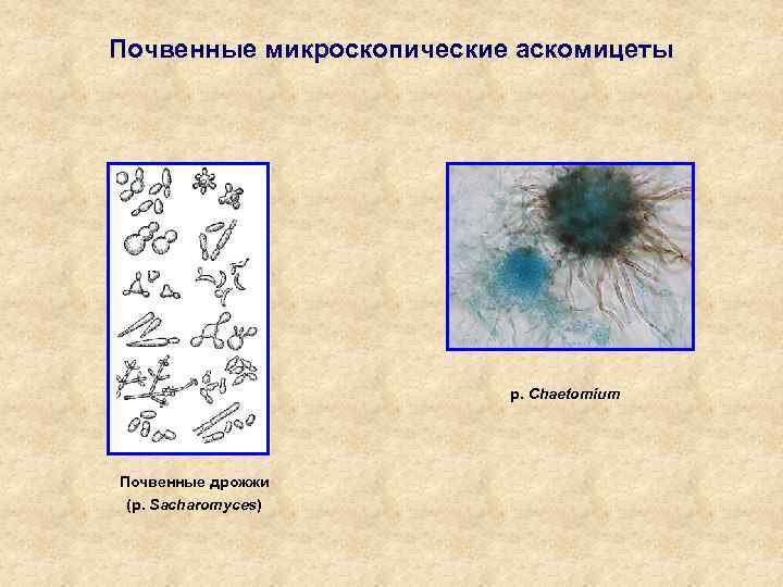 Дрожжи аскомицеты. Почвенные дрожжи. Микроскопические аскомицеты. Определитель микроскопических почвенных грибов.