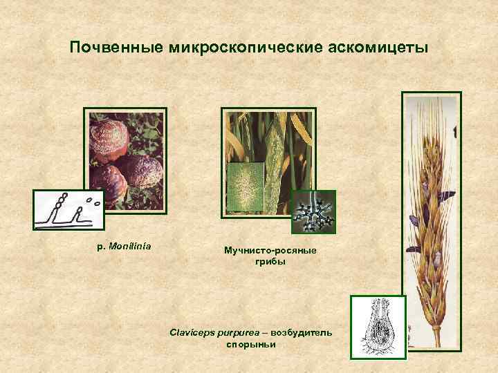 Почвенные микроскопические аскомицеты p. Monilinia Мучнисто-росяные грибы Claviceps purpurea – возбудитель спорыньи 