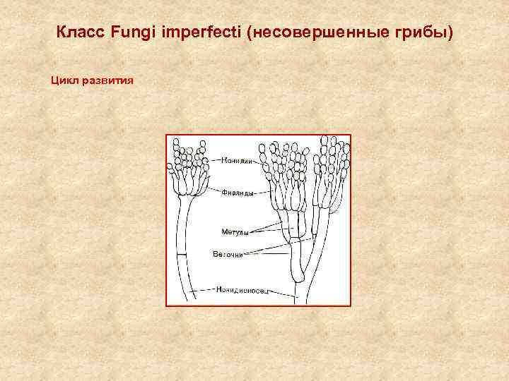 Класс Fungi imperfecti (несовершенные грибы) Цикл развития 