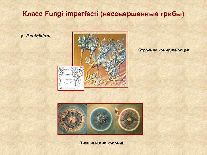 Класс Fungi imperfecti (несовершенные грибы) р. Penicillium Строение конидиеносцев Внешний вид колоний 