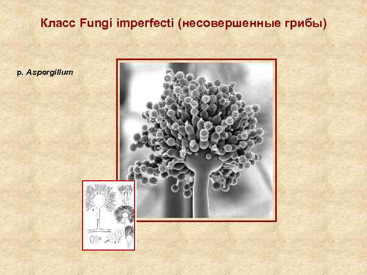 Класс Fungi imperfecti (несовершенные грибы) р. Aspergillum 