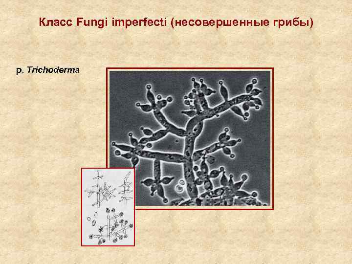 Класс Fungi imperfecti (несовершенные грибы) р. Trichoderma 