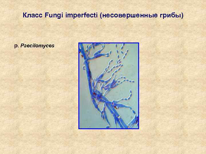 Класс Fungi imperfecti (несовершенные грибы) р. Paecilomyces 