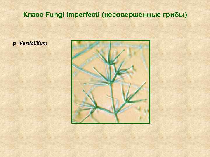 Класс Fungi imperfecti (несовершенные грибы) р. Verticillium 