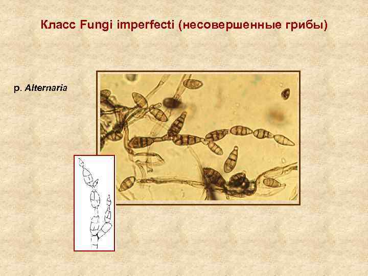 Класс Fungi imperfecti (несовершенные грибы) p. Alternaria 