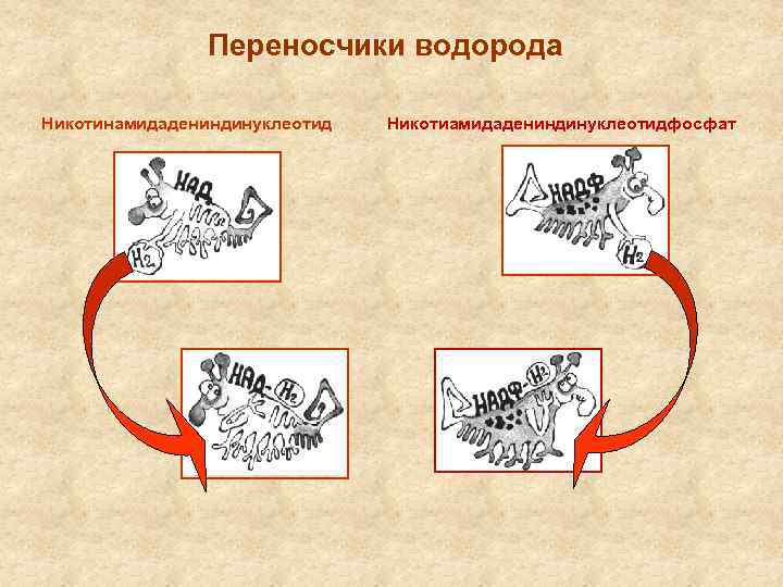 Переносчики водорода Никотинамидадениндинуклеотид Никотиамидадениндинуклеотидфосфат 