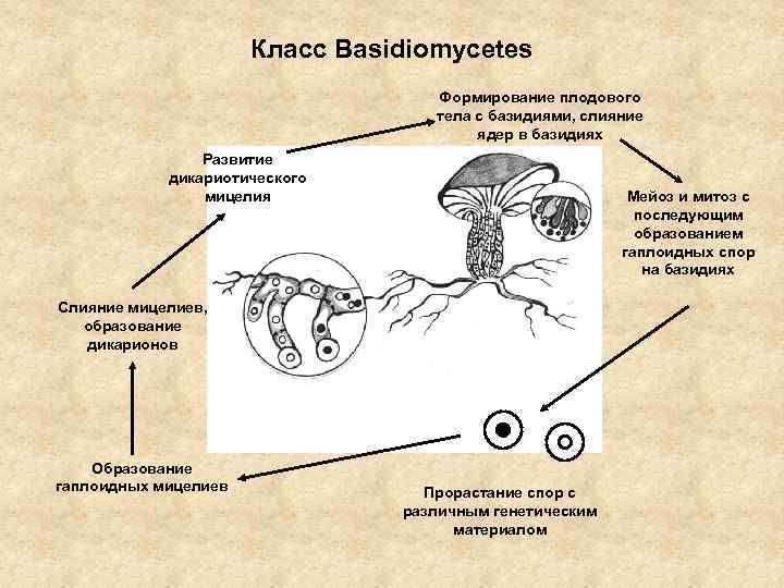 Класс Basidiomycetes Формирование плодового тела с базидиями, слияние ядер в базидиях Развитие дикариотического мицелия