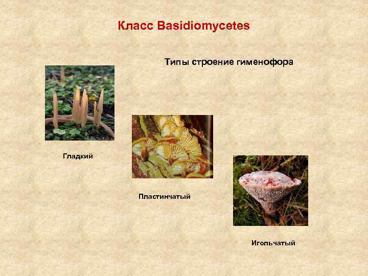 Класс Basidiomycetes Типы строение гименофора Гладкий Пластинчатый Игольчатый 