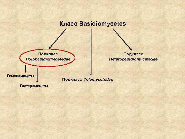 Класс Basidiomycetes Подкласс Holobasidiomecetedae Гименомицеты Гастеромицеты Подкласс Heterobasidiomycetedae Подкласс Telemycetedae 