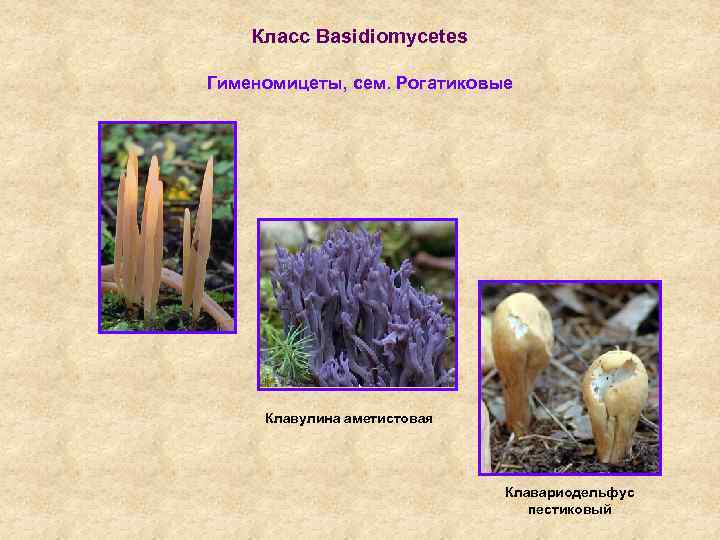 Класс Basidiomycetes Гименомицеты, сем. Рогатиковые Клавулина аметистовая Клавариодельфус пестиковый 