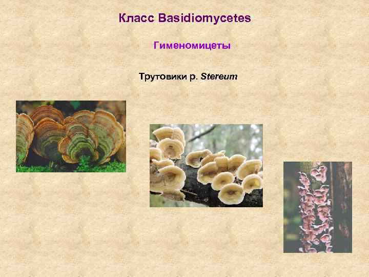 Класс Basidiomycetes Гименомицеты Трутовики р. Stereum 