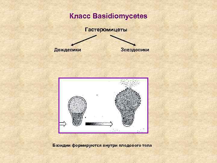 Класс Basidiomycetes Гастеромицеты Дождевики Звездовики Базидии формируются внутри плодового тела 