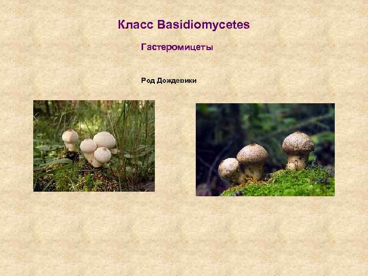 Класс Basidiomycetes Гастеромицеты Род Дождевики 