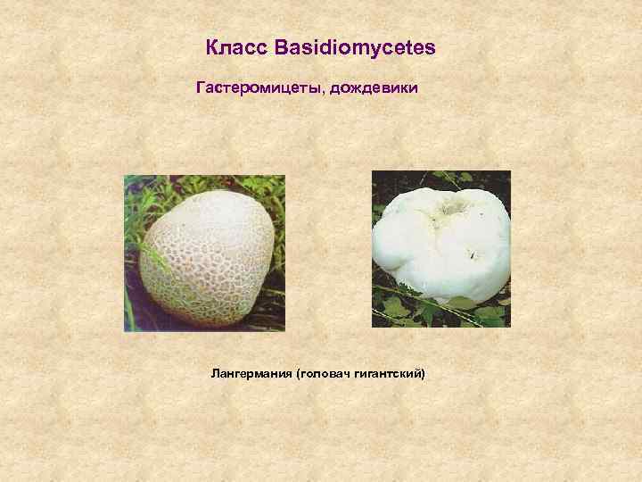 Класс Basidiomycetes Гастеромицеты, дождевики Лангермания (головач гигантский) 