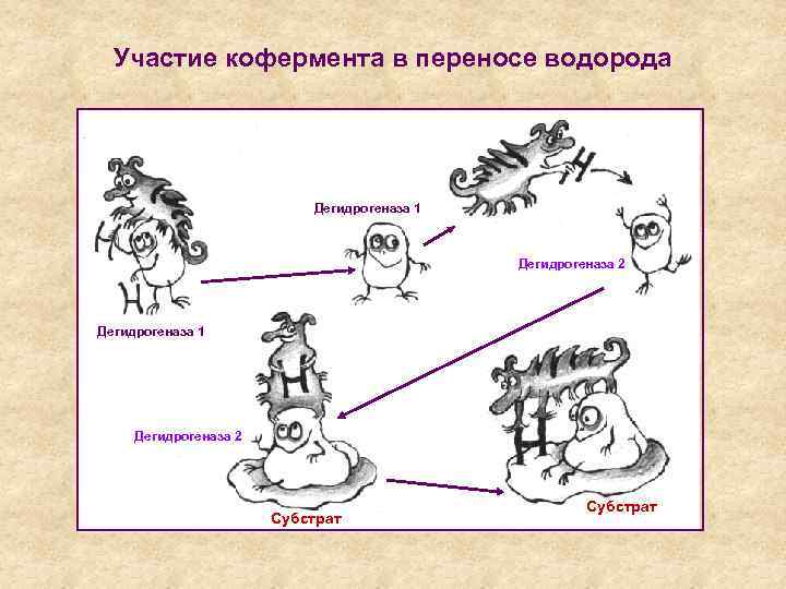 Участие кофермента в переносе водорода Дегидрогеназа 1 Дегидрогеназа 2 Субстрат 