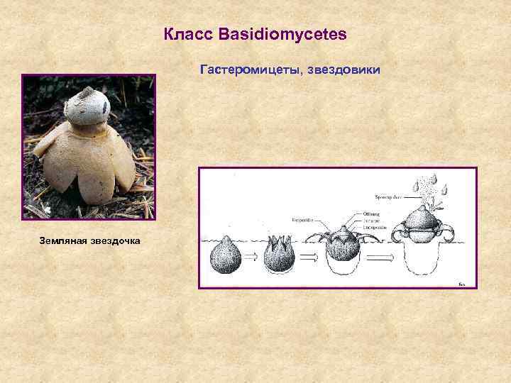 Класс Basidiomycetes Гастеромицеты, звездовики Земляная звездочка 