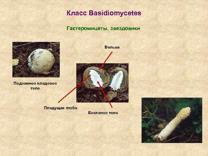 Класс Basidiomycetes Гастеромицеты, звездовики Вольва Подземное плодовое тело Плодущая глеба Бесполое тело 