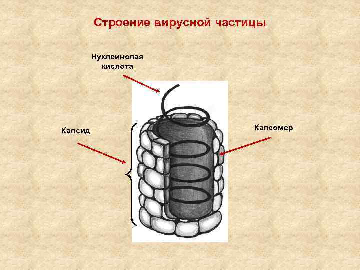 Строение вирусной частицы Нуклеиновая кислота Капсид Капсомер 