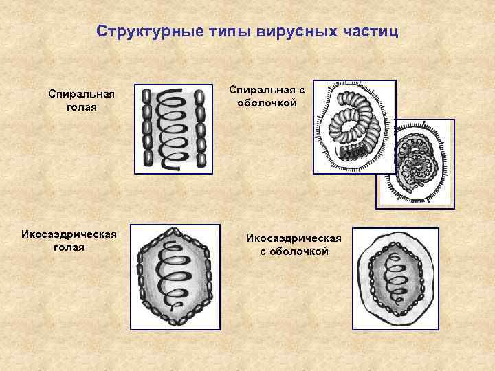 Структурные типы вирусных частиц Спиральная голая Икосаэдрическая голая Спиральная с оболочкой Икосаэдрическая с оболочкой