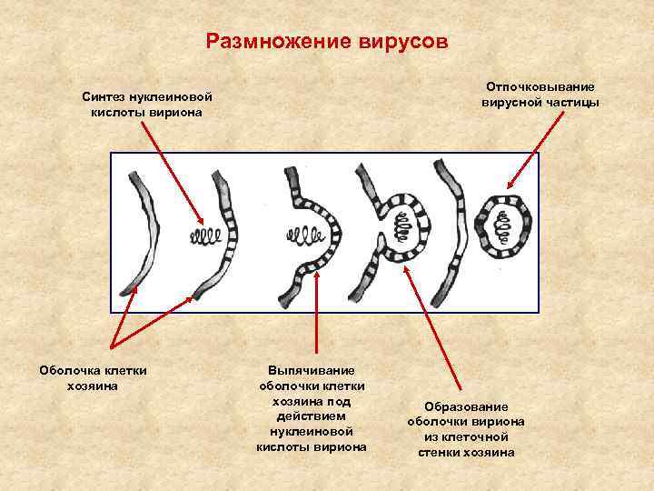 Размножение вирусов Отпочковывание вирусной частицы Синтез нуклеиновой кислоты вириона Оболочка клетки хозяина Выпячивание оболочки