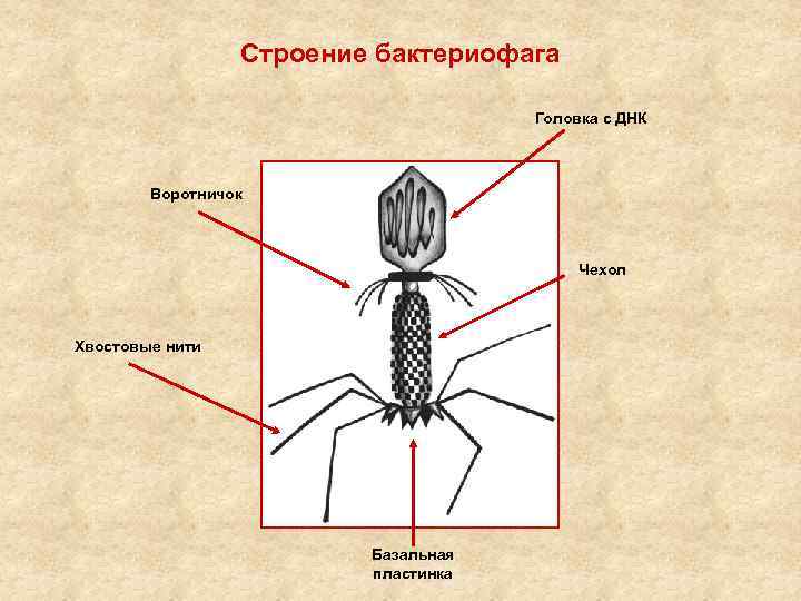 Строение бактериофага Головка с ДНК Воротничок Чехол Хвостовые нити Базальная пластинка 