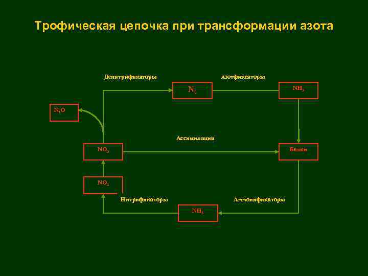 Трофическая цепочка при трансформации азота Денитрификаторы Азотфиксаторы NH 3 N 2 O Ассимиляция NО