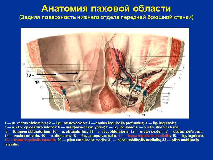 Анатомия паховой области (Задняя поверхность нижнего отдела передней брюшной стенки) 19 17 1 —