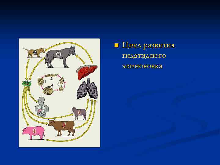 n Цикл развития гидатидного эхинококка 