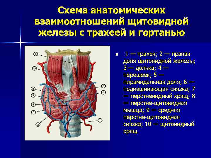 Образование перешейка щитовидной железы. Дольчатое строение щитовидной железы. Пирамидальная долька щитовидной железы.
