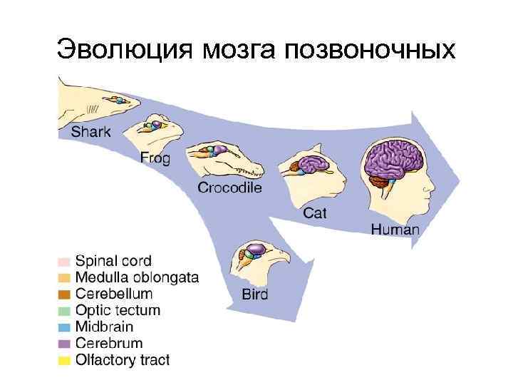 Эволюция мозга позвоночных 