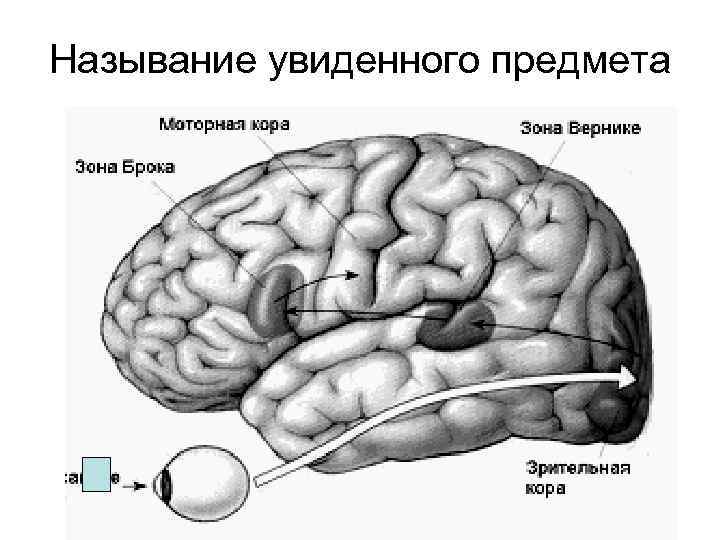 Называние увиденного предмета 