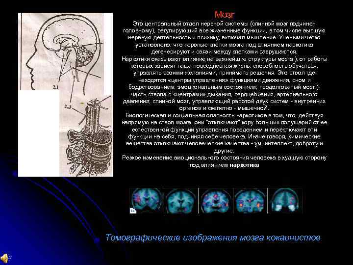 Мозг Это центральный отдел нервной системы (спинной мозг подчинен головному), регулирующий все жизненные функции,