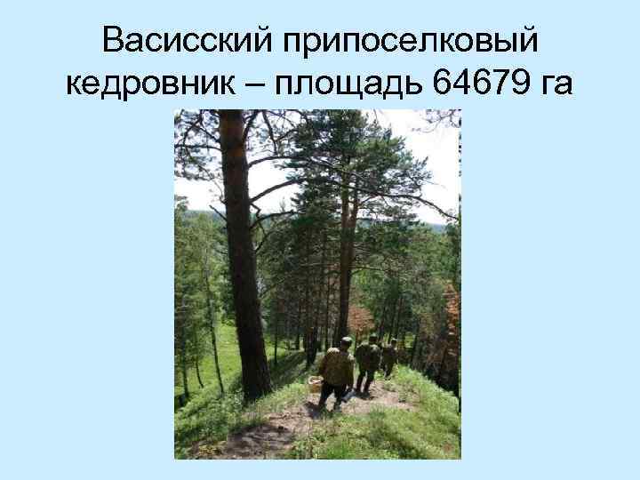 Васисский припоселковый кедровник – площадь 64679 га 