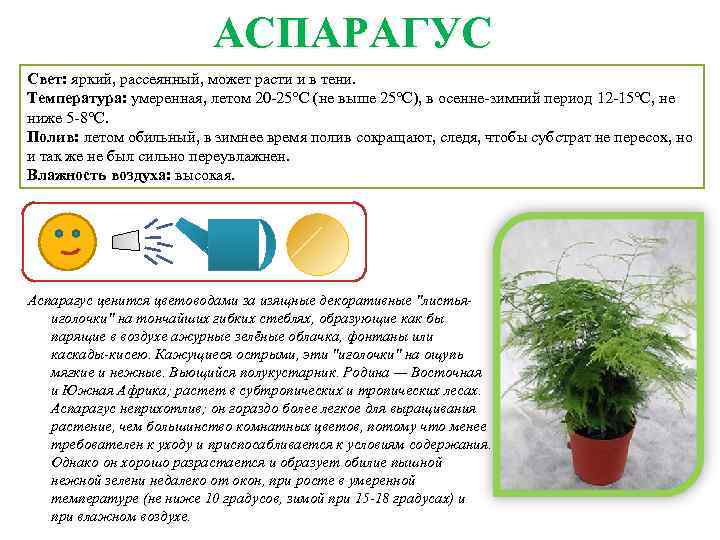  АСПАРАГУС Свет: яркий, рассеянный, может расти и в тени. Температура: умеренная, летом 20