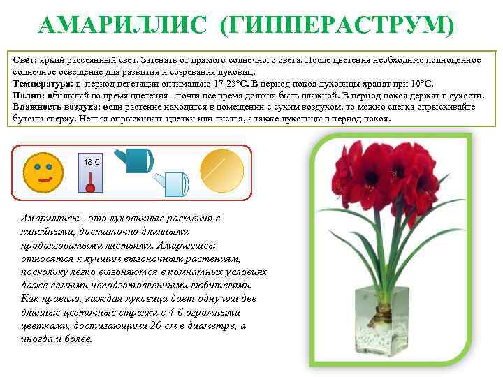 Комнатные растения паспорт проекта