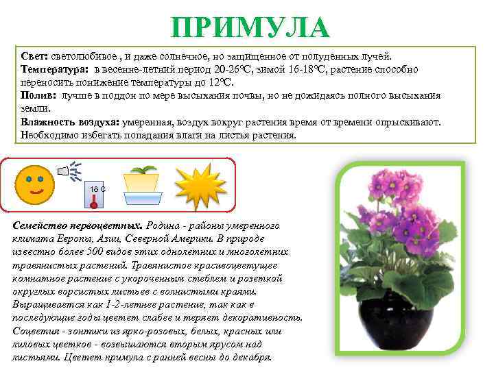 Опишите особенности растений каланхоэ и аспарагуса. Примула комнатная описание.